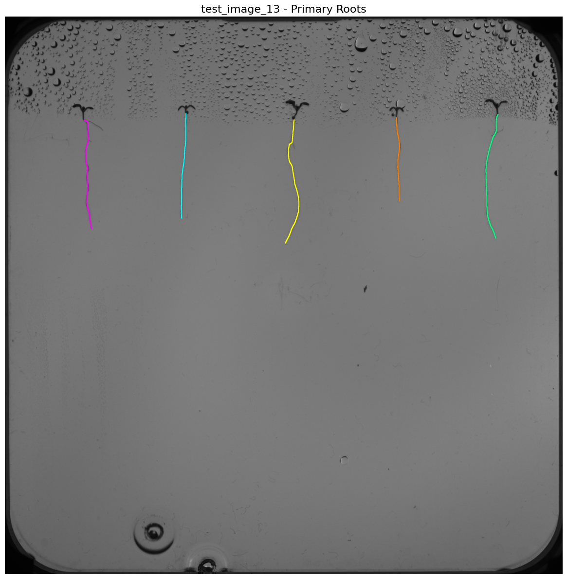 Primary root extraction results for all five plants